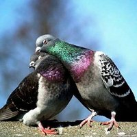 بلبل عدن (@97owyagibzou0mi) Twitter profile photo