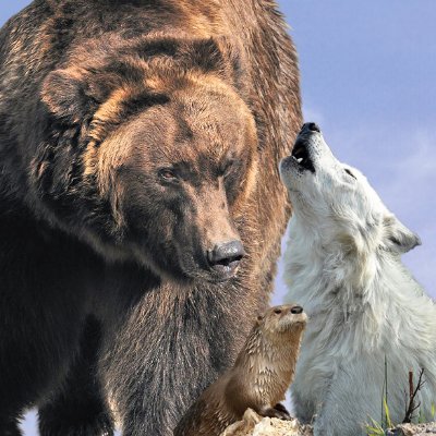 The Grizzly & Wolf Discovery Center's mission is to provide visitors to Yellowstone an opportunity to observe & appreciate grizzly bears and gray wolves.