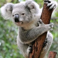 Just saying (@kangaroos991) 's Twitter Profile Photo Just saying (@kangaroos991) 's Twitter Profile Photo