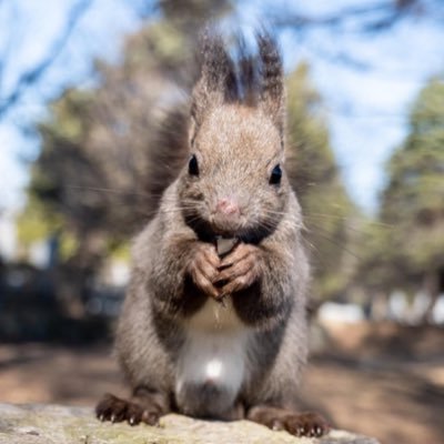 趣味は写真、庭仕事。今年2022年1月2月相次いでモルモットのクッキーポッキーを亡くしました💧今は2020年4月に迎えたシマリスのチャッピー。3代目です。ツイッターはぼやき場所。つまんないこと呟いてます。