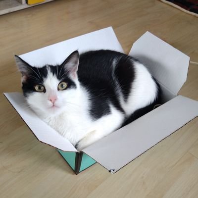 Zunda7's profile picture. 讃岐生まれで猫4匹と共に南ドイツで暮らしてます🐈🐈🐈🐈️
DIY、ハンドクラフト(主にミシン)🧵🪡
カフェ巡り☕ 陶磁器&焼き物大好き🫖