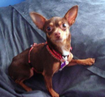 MOsFosterDogs's profile picture. Created by MO a minpin who lovingly gives up his home and lap to help dogs from local shelters in the State of WI prepare for and find their forever homes