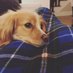 Life With Pets (@kboltz2) Twitter profile photo Life With Pets (@kboltz2) Twitter profile photo
