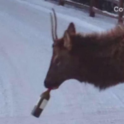 Deer. Car-nut. IBEW Electrician. He/Him (mostly) 36. NSFW. 18+ content