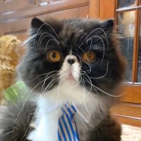 Walter Bishop(@WalterBishopCat) 's Twitter Profile Photo