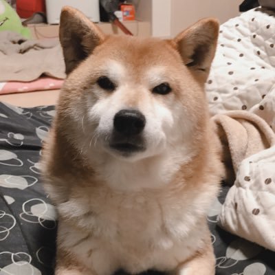 1KrkAxdGyKSppYw's profile picture. AeGis愛  荒野ID:3138182294