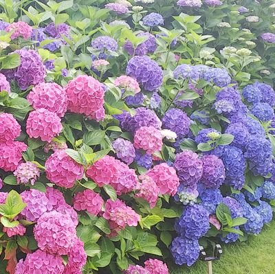 生花情報 バラ ブロッサムピンク 90 ヒペリカム サクラロマンス 110 スターチス ジュエリーイエロー 160 ガーベラ 各色 50 生花情報 バラ ブロッサムピンク 90 ヒペリカム サクラロマンス 110 スターチス ジュエリーイエロー 160 ガーベラ 各色 50