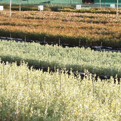 We have been growing Australian Native Trees in Western Australia for over 40 years. Eucalyptus, Melaleuca, Acacia, Saltbush and many many more.