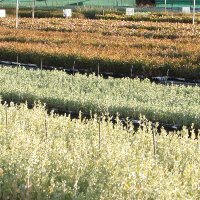 Chatfield's Tree Nursery (@chatfieldstrees) 's Twitter Profile Photo Chatfield's Tree Nursery (@chatfieldstrees) 's Twitter Profile Photo