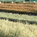 Chatfield's Tree Nursery (@chatfieldstrees) Twitter profile photo Chatfield's Tree Nursery (@chatfieldstrees) Twitter profile photo