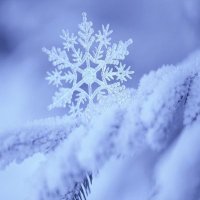 Snow_Flake (@snow_flake619) 's Twitter Profile