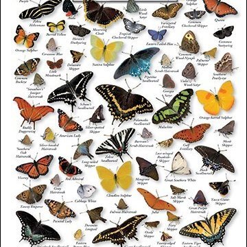 GoldenburgJoann's profile picture. 