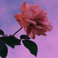Jule (@ursweethottie) 's Twitter Profile