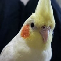 ぽて (@pote_piiiyo) Twitter profile photo