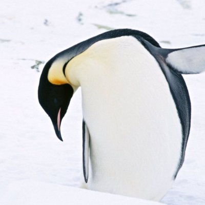 OdaibaPenguin's profile picture. Tokyo Odaiba