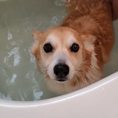 コーギー犬くうちゃん Corgi Kuuchan Twitter