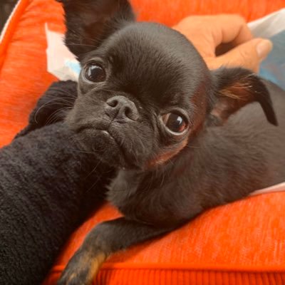 プチブラバンソンのエルマー 今日うちにやってきました プチブラバンソンのエルマー です よろしくお願いします