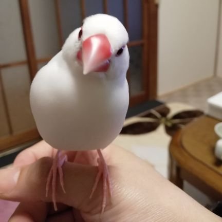 白文鳥の笹ちゃん(2019年2月生まれ)女の子と、実家で暮らしているノーマル文鳥るるちゃん(2016年2月生まれ)男の子。無言フォロー失礼します。 笹、るるグッズhttps://t.co/ILdEZ4znwr