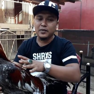 Hp 0821 1580 2159, Ayam Bangkok, jual ayam bangkok, jual ayam aduan, ayam birma, harga ayam aduan terbaru