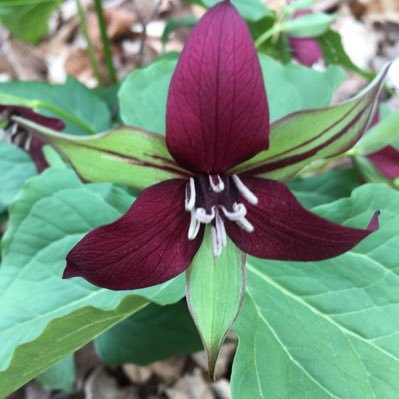 kathy_borthwick's profile picture. Passionate about patient / caregiver partnership,health literacy and personal health information. Past work life:Pharmacy and Health Informatics.