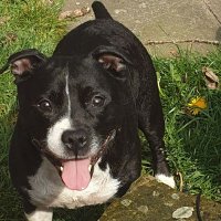 Prince The Staffy(@StaffyPrince) 's Twitter Profile Photo