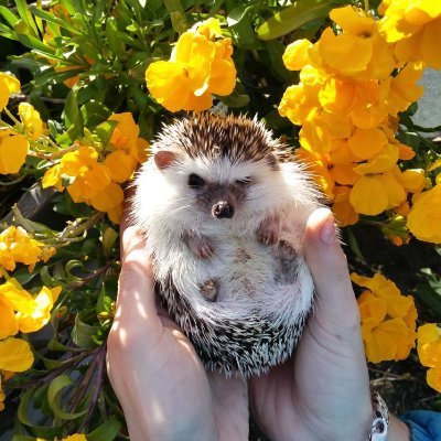 RIP 23/10/18  to 7/9/21. This was an account devoted to Pepe my loved missed hedgehog. I will still post pictures of his life and hedgehog facts to inform