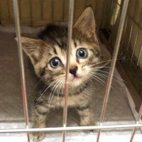 ねこ広場 猫のお世話係🐈 (@xkdapn74io3il09) 's Twitter Profile