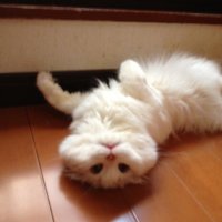 モフスキ @(防護巡洋艦) (@bc_mofuski) 's Twitter Profile