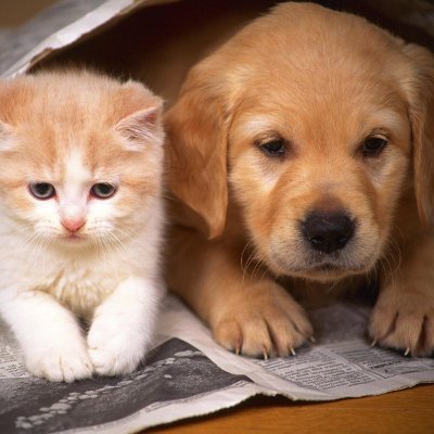 https://t.co/GljhuN0fpe - Tạp chí chuyên về các loài động vật nhằm bảo vệ các loài động vật chó, mèo, chim, cá... Thú cưng là người bạn xung quanh chúng ta
