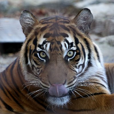 動物園ねこ好き。。。 東山動物園をメインに。。。
なかなか会いに行けない園の子たちを見れるのは嬉しい限りです、ありがとうございます。。。
よろしくお願い致します。。。