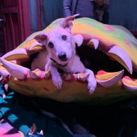 Jaxx Theatricals (@jaxxtheatricals) 's Twitter Profile