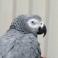 いんこ (@papapapapagenoo) 's Twitter Profile