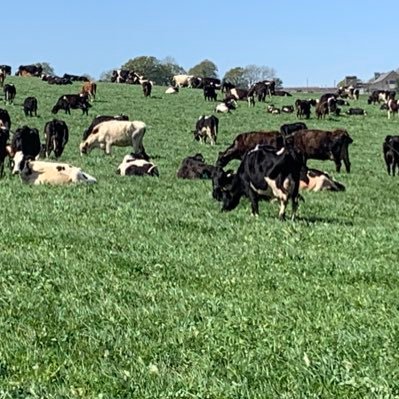 husband, father of two children.beef, sheep and share farming 480organic dairy cows milked in a mobile parlour OAD on herbal pastures. Nuffield scholar 2022