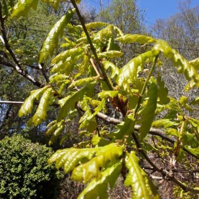 Clive Thomas Profile