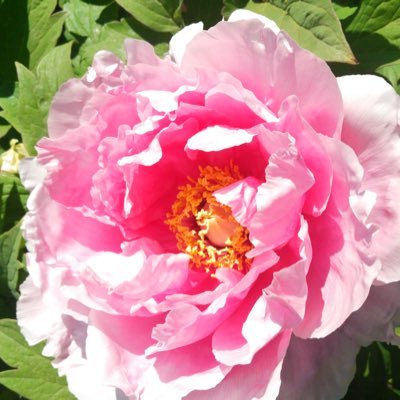 futaba_ayu's profile picture. 読書が好き。本屋さんで新しい本に出会えるのが至福です。マンガやドラマも好き。自分にとって美しいもの、かわいいもの、素敵なものを味わいながら、日々生活していけたら幸せです。