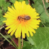 Tuath DeDannan (@tuath_dedannan) 's Twitter Profile Photo