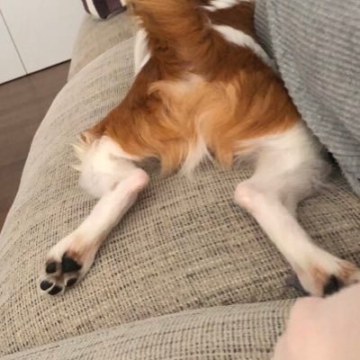 uurr64836876's profile picture. 2019生まれパピヨン🤹‍♂️山形 ⛰️コメント返信できずなこと多いです🙇‍♀️