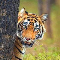 Nature and Wildlife Conservation(@IndianForests) 's Twitter Profile Photo