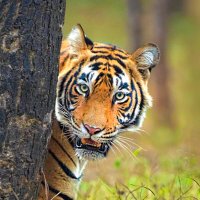 Nature and Wildlife Conservation (@indianforests) 's Twitter Profile