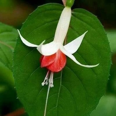 Cn3DG0AKrsRSPgg's profile picture. 