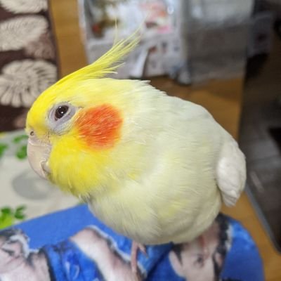 鳥全般大好きです！セキセイ２羽、オカメ２羽、コザクラと暮らしております。以下固定ツイ⬇⬇
フォローお気軽によろしくです‼
無言失礼します。進撃の巨人、SAO好きな方いたら嬉しいです！マーベルも好き。