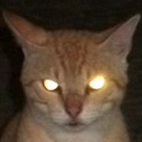 Real William Borba (@borbareal) 's Twitter Profile