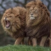 yasir123hamdan's profile picture. alhamdu lillah