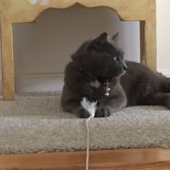 Doriangreen267's profile picture. 