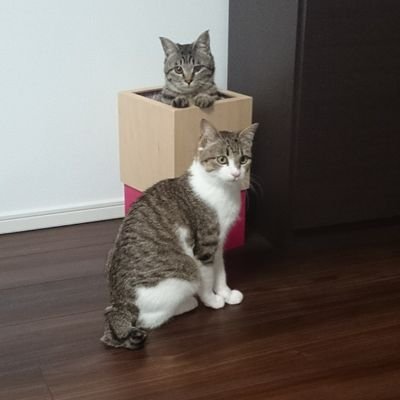 masarupoker's profile picture. MMA見るで