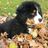 Lietjepietje's profile image