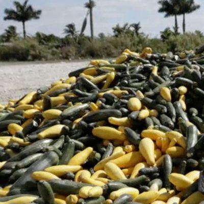 NY food banks have bare shelves while crops go unused on farms. This is a bootstrapped effort among friends to mobilize food from farms to food banks.