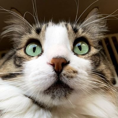 golgedeayni_'s profile picture. Mühendis