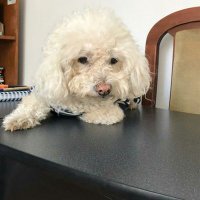 Tribe Bonaparte (@tribebonaparte) 's Twitter Profile Photo