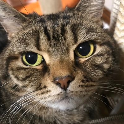 nyan_s1's profile picture. 統合失調症でメンタルクリニックに通院しています。2013年11月に休職期間満了のため退職しました。現在、無職。精神障害者手帳１級。 読書好き、猫好き、甘いもの好きです。